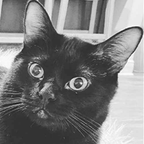 Magic, office animal