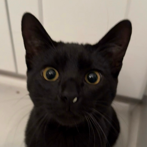 Ohagi, office animal