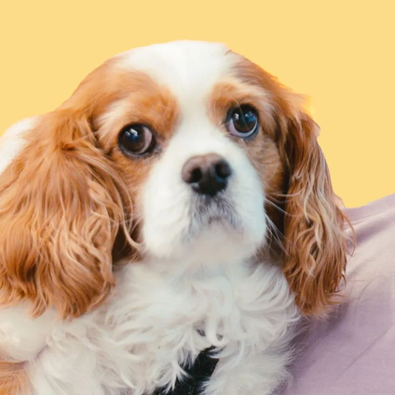 Teddy, office animal